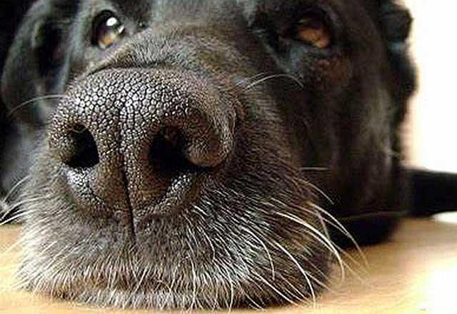 the face of a cute, black dog laying down