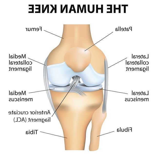 Illustration of a knee joint with different parts of the knee labeled