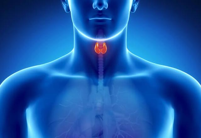 thyroid anatomy