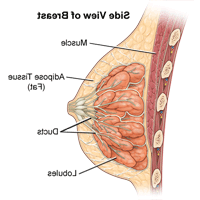 Illustration of the anatomy of the female breast, side view